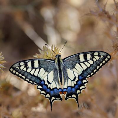 Papilio Machaon With Its Vibrant Colors Min
